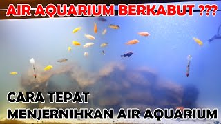 Cara Menjernihkan Air Aquarium Berkabut - Cloudy - Bacterial Bloom