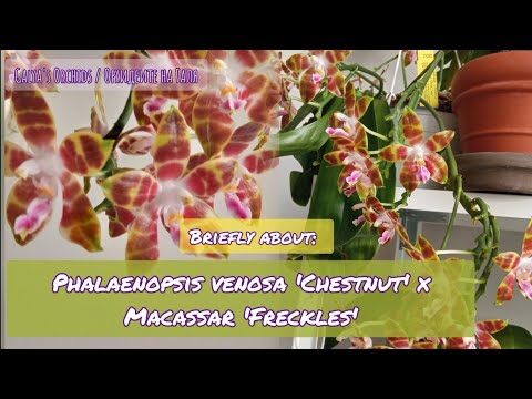 Накратко за: Phalaenopsis