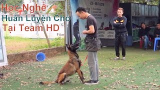 Learn Dog Training At Team HD  New Potential / NhamTuatTV  Dog in Vietnam
