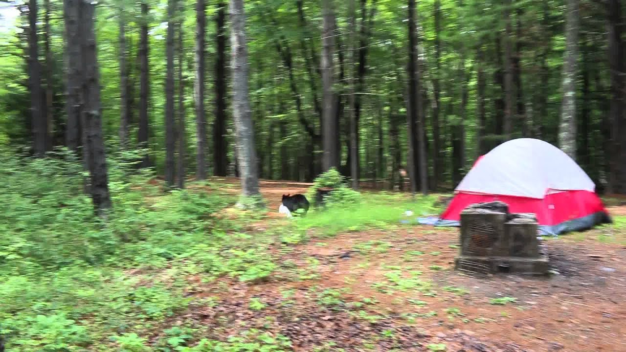 L. Wilson Campground Black Bear YouTube