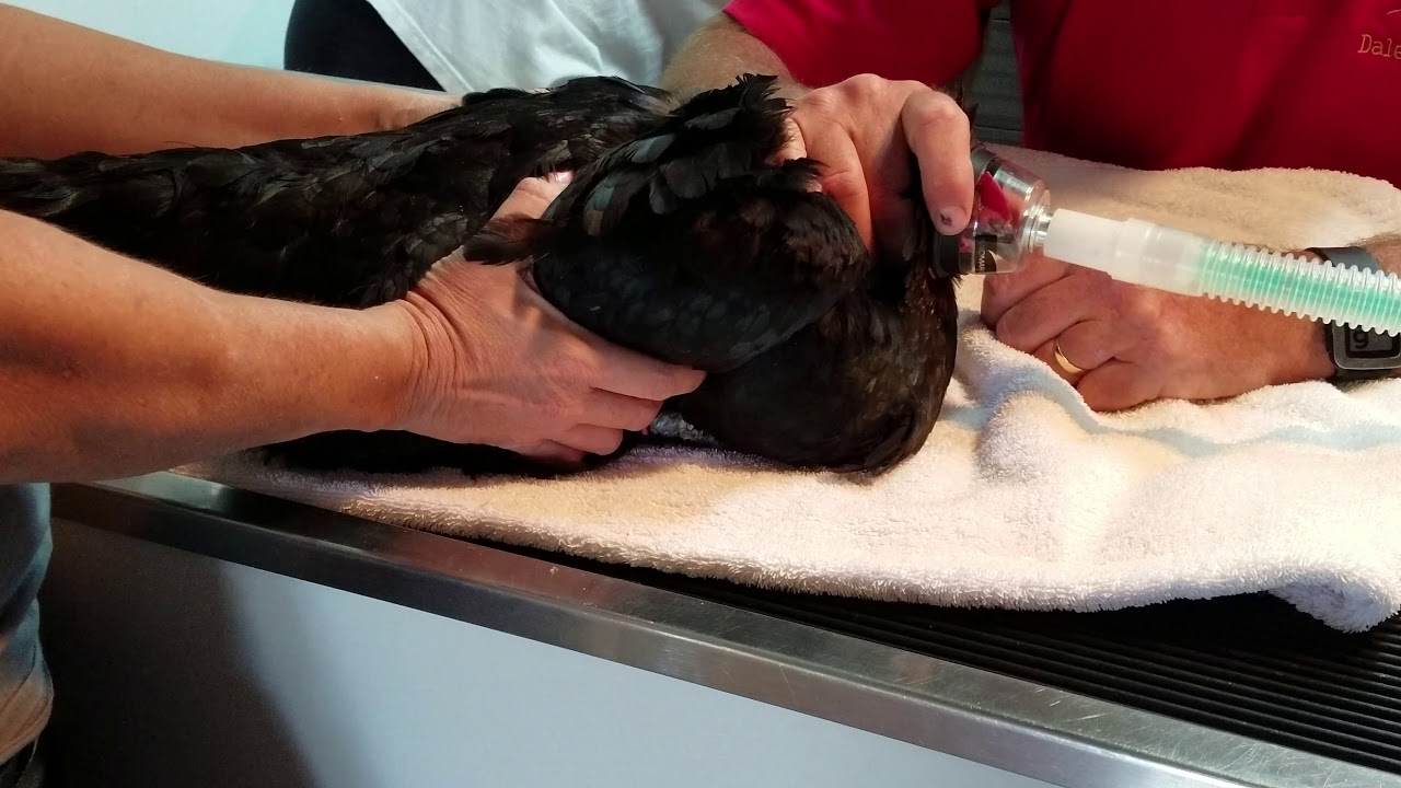 Chicken Surgery Full Video YouTube