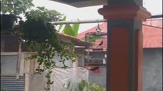 KACER RASA TLEDEKAN NGEROL GACOR