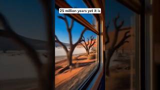 No Rain, No Problem — The Namib Desert's Unique Adaptations #desertlife #wildliferescue