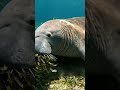 sea cow 🐄 #animals #ocean #sea
