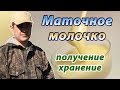 Получение и хранение маточного молочка из роевых маточников