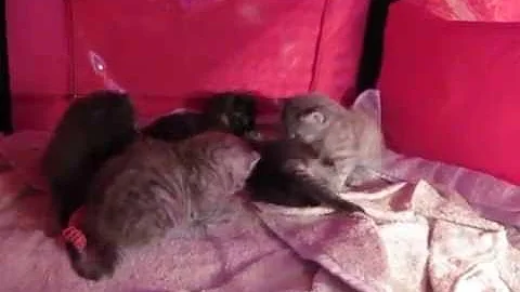 Watch the video about Almost 3 week old european kittens playing