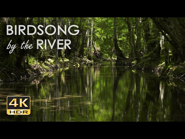 Birdsong by the River - Birds Chirping in the Forest - Flowing Water Sounds for Sleep & Relaxation class=