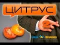 Цитрус. Очередная ложь. часть 2