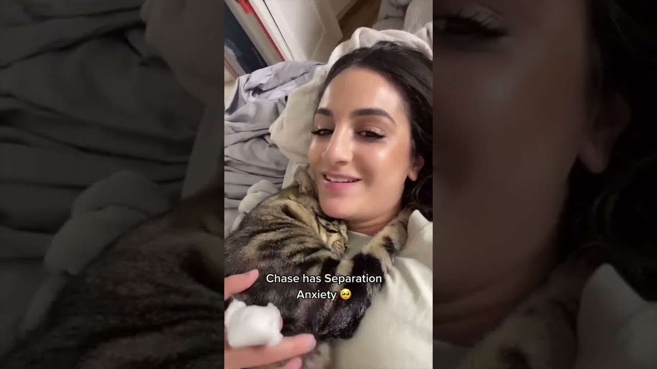 Подборка прилипчивых кошек (часть первая)