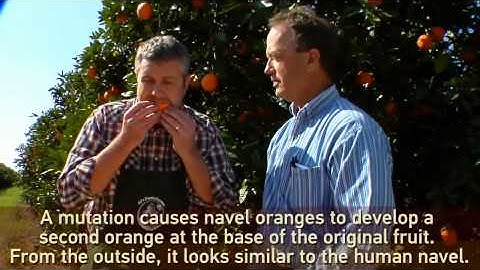 Navel Oranges and Ruby Red Grapefruit