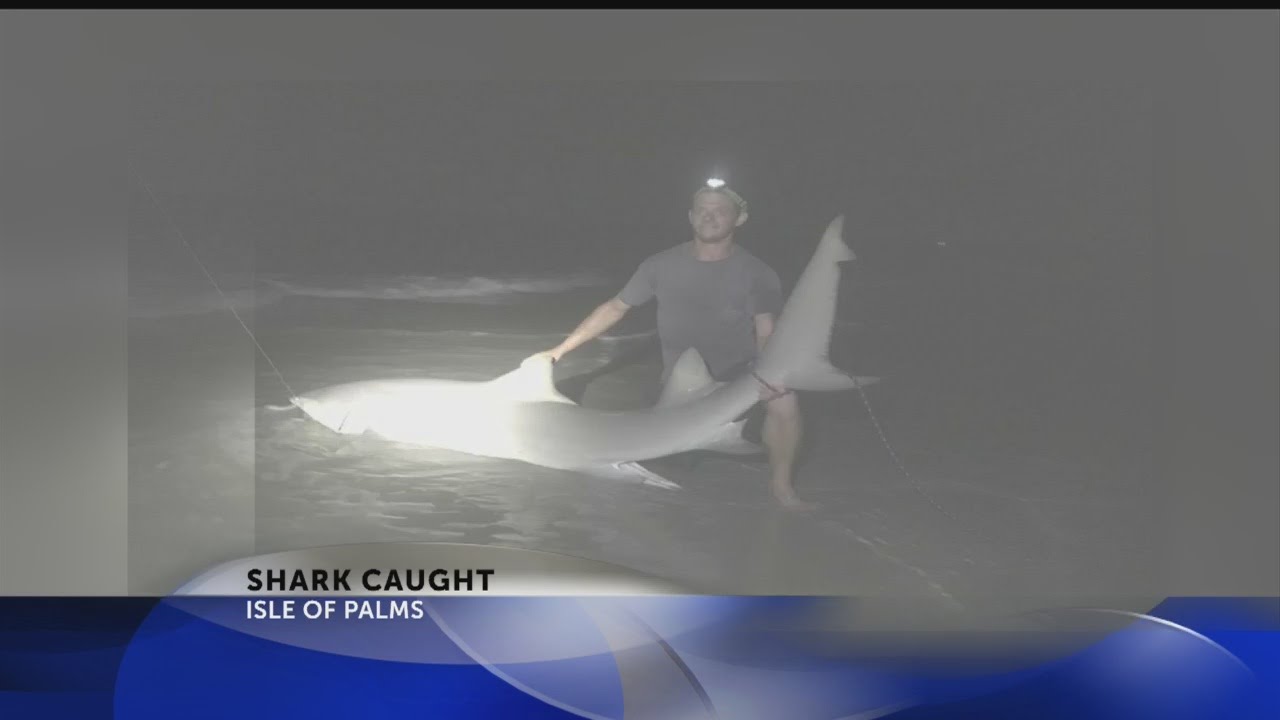 Shark caught on Isle of Palms