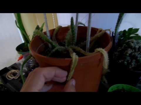 Aloe Vera Rescue And Help Dying Cactus Youtube