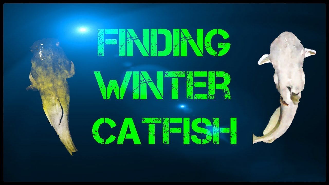 Where to find catfish in the winter YouTube
