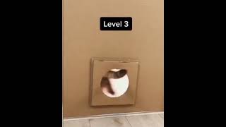 Reducing hole for the cat. When will he stop. || Cat vs hole ||