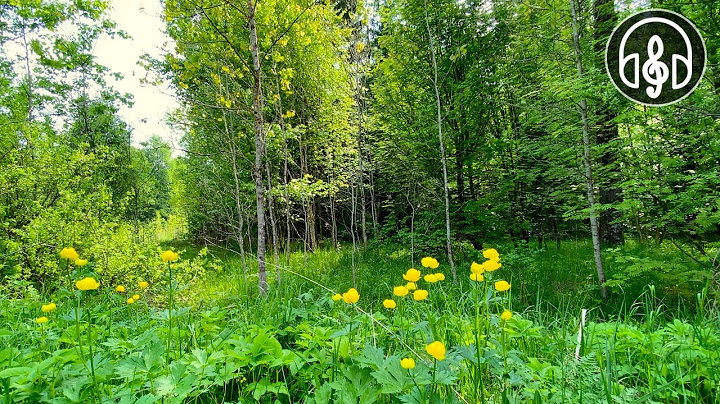 Soothing mixed forest and birdsong. Nightingale, cuckoo, blackbird. 12 Hours of video.
