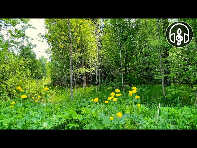 Soothing mixed forest and birdsong. Nightingale, cuckoo, blackbird. 12 Hours of video. class=