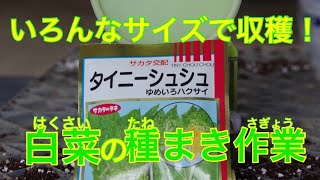 いろんなサイズで収穫出来る白菜！ハクサイの種まき作業