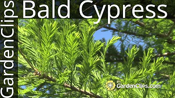 How cold can bald cypress survive?