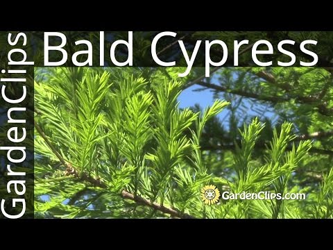 Vídeo: Taxodium - Efedrina Decídua