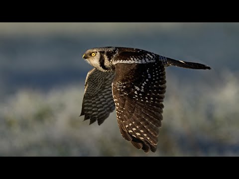 Video: Hawk Owl: popis a fotografie
