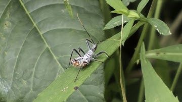 Wheel Bug (Arilus cristatus) Nymph - Sunning