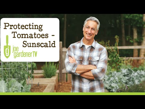 Video: Apakah sunscald akan merusak tomat saya?
