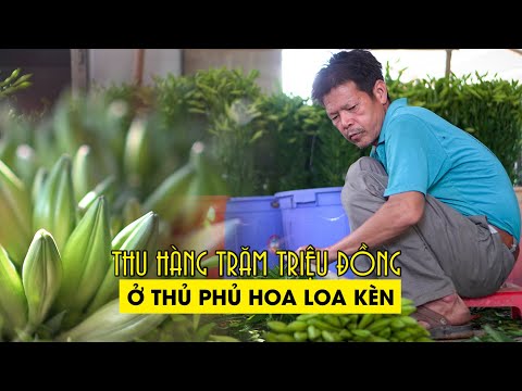 Video Nông dân thu hàng trăm triệu đồng ở thủ phủ hoa loa kèn - youtube