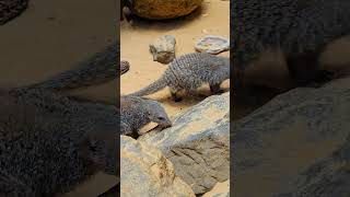 visiting the central park zoo's tropic zone