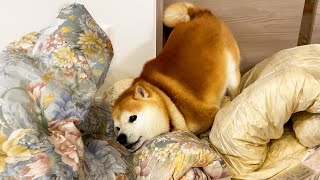 Shibe is so happy with the pile of new fluffy futons that he dives and rampages.