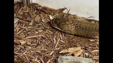 Rắn lột xác (Molting Snake)