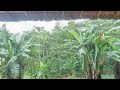 Monkeys visit Napo Wildlife Center in Ecuador VR 180° 3D Insta360EVO