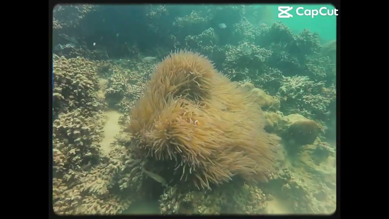 📍 Tunku Abdul Rahman Marine Park, Sabah, Malaysia 🇲🇾
