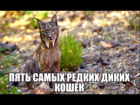 Пять самых редких диких кошек.