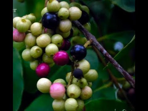 ভিডিও: আমাদের বাড়িতে অভ্যন্তরীণ আইটেম অপ্রচলিত