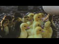 Todo lo que Debes Saber Sobre la Cría de Patitos - Cuidados, Alimentación, Agua, Consejos