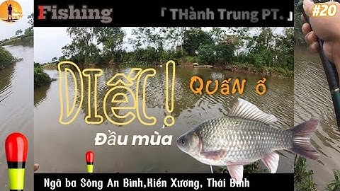 Câu Cá Diếc Sông Quê Tự NhiênQuấnỔ|Mùa Lạnh|Fishing for Crucian Carp in the River Naturally Nesting 