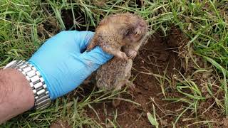 Killing pocket gophers in california ...