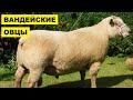 Разведение овец Вандейской породы как бизнес идея | Овцеводство | Вандейские овцы