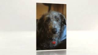 How To Train Deerhound