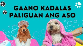 ALAMIN BAGO PALIGUAN ANG ASO | Tips sa Pagpapaligo ng Aso | Munting Kennel by Munting Kennel 191,439 views 1 year ago 7 minutes, 17 seconds
