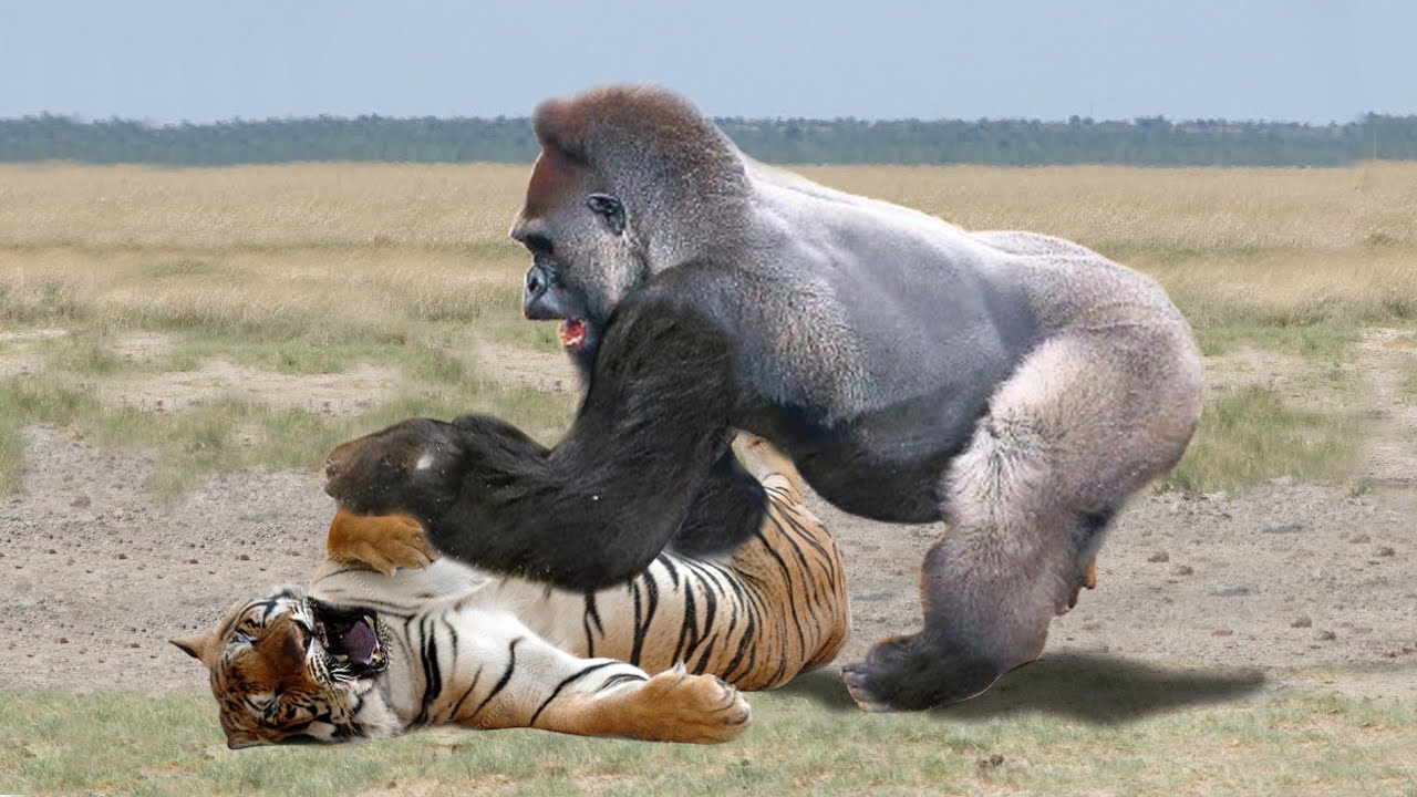 Кто сильнее медведь или горилла. Горилла и тигр. Горилла против тигра. Тигр против гориллы.