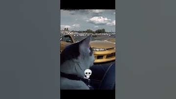 Cat Drifts 💀🗿