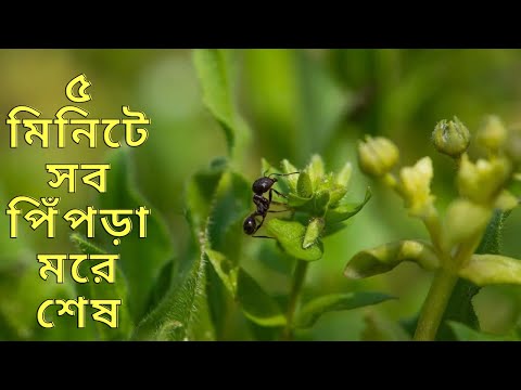 ভিডিও: কীভাবে ডিকোন্ড্রা লাগাবেন (ছবি সহ)