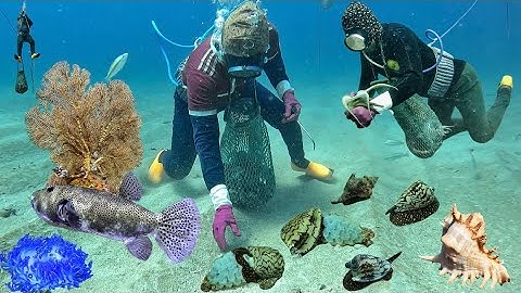 Mùa Ốc Sắc Đẻ Trứng Bắt Đã Tay, Ốc Gai Trắng, Ốc Đỏ Quý Hiếm Giá Trị Cao Ở Nước Sâu | Cảnh 86