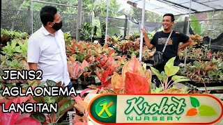 Jenis-jenis Aglaonema Langitan Koleksi Krokot Nursery