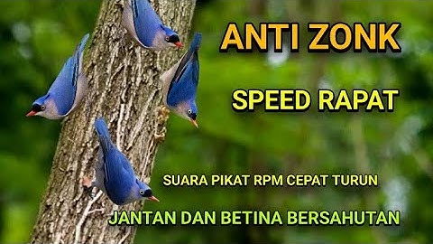 SUARA PIKAT BURUNG RAMBATAN PARUH MERAH RIBUT JANTAN DAN BETINA BERSAHUT SAHUTAN, ANTI ZONK.
