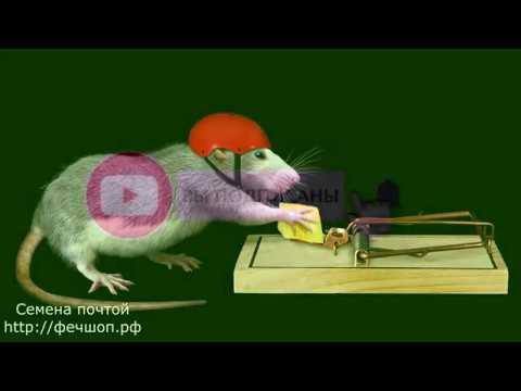 Как избавиться от земляной крысы в огороде видео своими руками