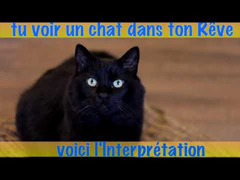 Vidéo: Signification Du Rêve : Voir Un Chat Dans Un Rêve