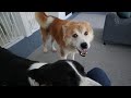 気付いたら甘えん坊になり過ぎてストーカーになりつつある犬