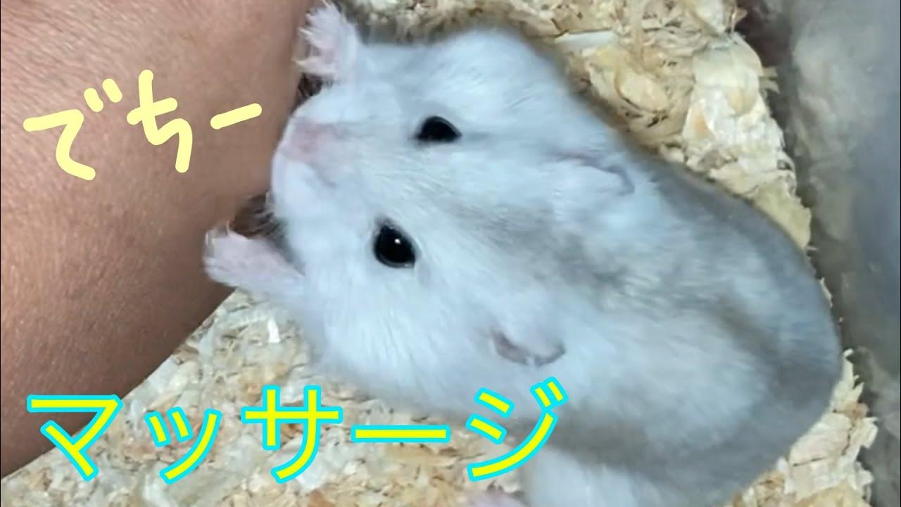 【ハムスター】みかんちゃんに マッサージをお願いしました~ジャンガリアンハムスター~ - MaxresDefault 【ハムスター】みかんちゃんに マッサージをお願いしました~ジャンガリアンハムスター~ - MaxresDefault